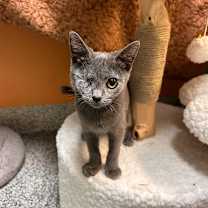 Thumbnail photo of Elisabat #1