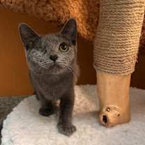 Thumbnail photo of Elisabat #3