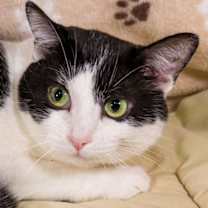 Thumbnail photo of Robin #1