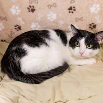 Thumbnail photo of Robin #2