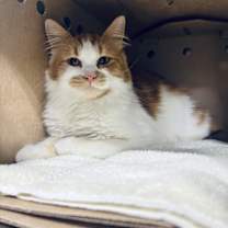 Thumbnail photo of Mario #2