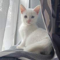 Thumbnail photo of Copito #4