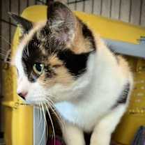 Thumbnail photo of Mystique #2