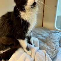 Thumbnail photo of Motor #2