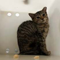 Thumbnail photo of Papaya #2