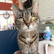 Thumbnail photo of Orion #1