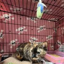 Thumbnail photo of Annie #1