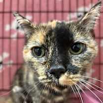 Thumbnail photo of Annie #2