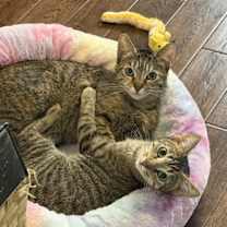 Thumbnail photo of Alexia and Chocolate Mochi (bonded pair) #1