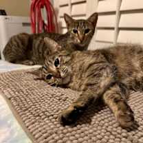 Thumbnail photo of Alexia and Chocolate Mochi (bonded pair) #3