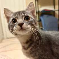 Thumbnail photo of Blurple #2