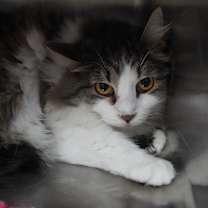 Thumbnail photo of Willow #2