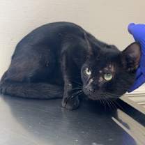 Thumbnail photo of Gengar #3