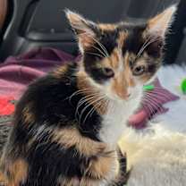 Thumbnail photo of KITTEN CUTIE PIE #1