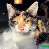 Thumbnail photo of KITTEN CUTIE PIE #4