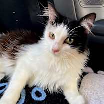 Thumbnail photo of PUNKIN PIE #4