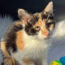 Thumbnail photo of KITTEN CUTIE PIE #2