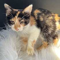 Thumbnail photo of KITTEN CUTIE PIE #3