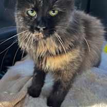 Thumbnail photo of CALYPSO #1