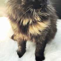 Thumbnail photo of CALYPSO #2