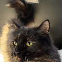 Thumbnail photo of CALYPSO #3