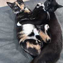 Thumbnail photo of Cardi/Snooki #1