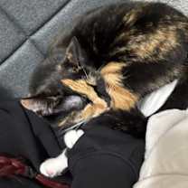 Thumbnail photo of Cardi/Snooki #2