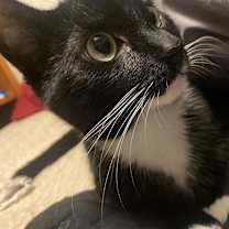 Thumbnail photo of Cardi/Snooki #3