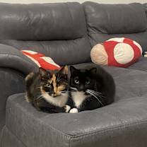 Thumbnail photo of Cardi/Snooki #4