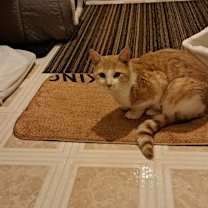 Thumbnail photo of Persik #1