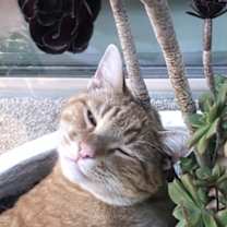 Thumbnail photo of Percik #1