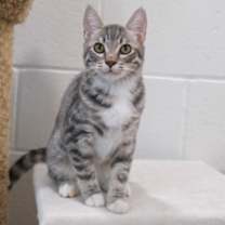 Thumbnail photo of Mistletoe #1