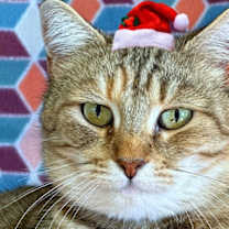 Thumbnail photo of Vera Cruz #1