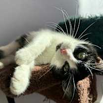 Thumbnail photo of Athena (cat café) #1