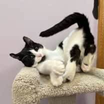 Thumbnail photo of Athena (cat café) #2