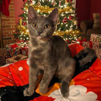 Thumbnail photo of Pilsner #1