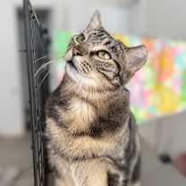 Thumbnail photo of Victoria #2