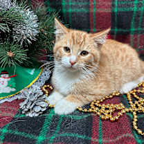 Thumbnail photo of Flynn #1