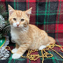 Thumbnail photo of Flynn #2