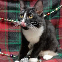 Thumbnail photo of Morticia #3