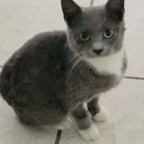 Thumbnail photo of MANXine BooBoo #1