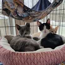 Thumbnail photo of Harry #2