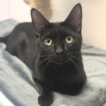 Thumbnail photo of Salsa #1