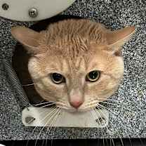 Thumbnail photo of Habanero Career Cat #1