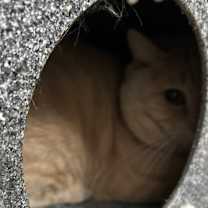 Thumbnail photo of Habanero Career Cat #2