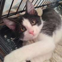 Thumbnail photo of Scout #1