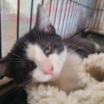 Thumbnail photo of Scout #2