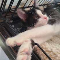 Thumbnail photo of Scout #3