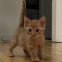 Thumbnail photo of Cashew #1