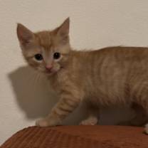 Thumbnail photo of Cashew #2